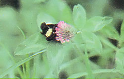 A red clover flower (Trifolium pratense) hosts a visiting bee.